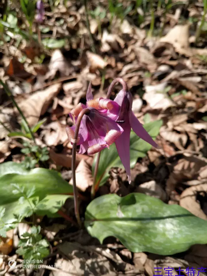 豬牙花野豬牙 山地瓜 山芋頭 片慄花10株包郵