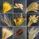 Natural wheat ears dried flowers real bouquet opening barley pastoral decoration ornaments starry rice ears shooting props gifts
