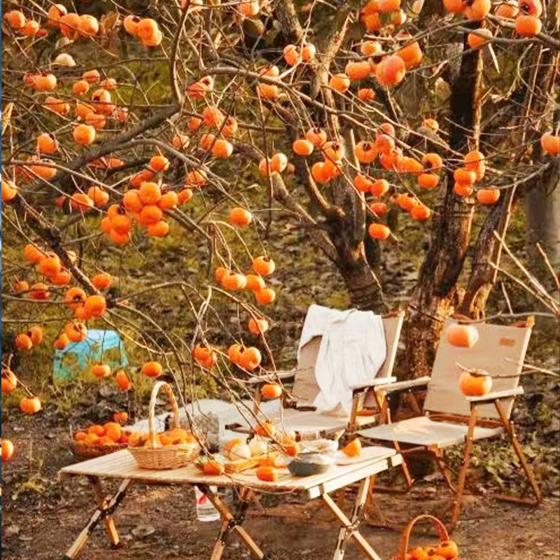 柿子旅拍】阳朔恭城月柿+银杏3天8人小团 遇龙河竹筏+漓江游船