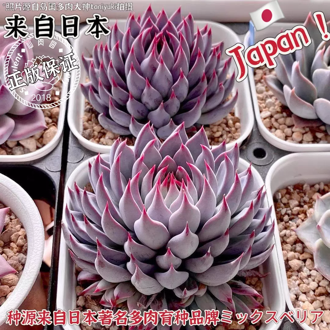 青鬼小紅書ig同款高端多肉植物稀有品種日本多肉爪系貴貨品種