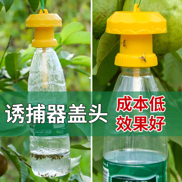 Simple Fly Fly Catcher Gatey Orchards, Orange Fly Xiaoli Ship Chin, Fighter, Seed Catal Seductive Fruit Drone
