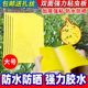 Yellow board double-sided sticky board insect trap blue board paper sticker yellow flying insect small black fly sticky fly trap sticky board moth