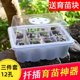 Succulent leaf insert seedling pot three-piece set culture sowing box moisturizing warm seedling tray 12 holes plastic seedling box cover