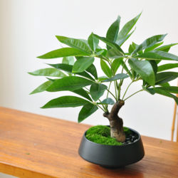 New Chinese-Style Artificial Plant Money Tree Tabletop Bonsai Home Office Natural-Looking Green Plant Floral Arrangement Potted Plant Art487