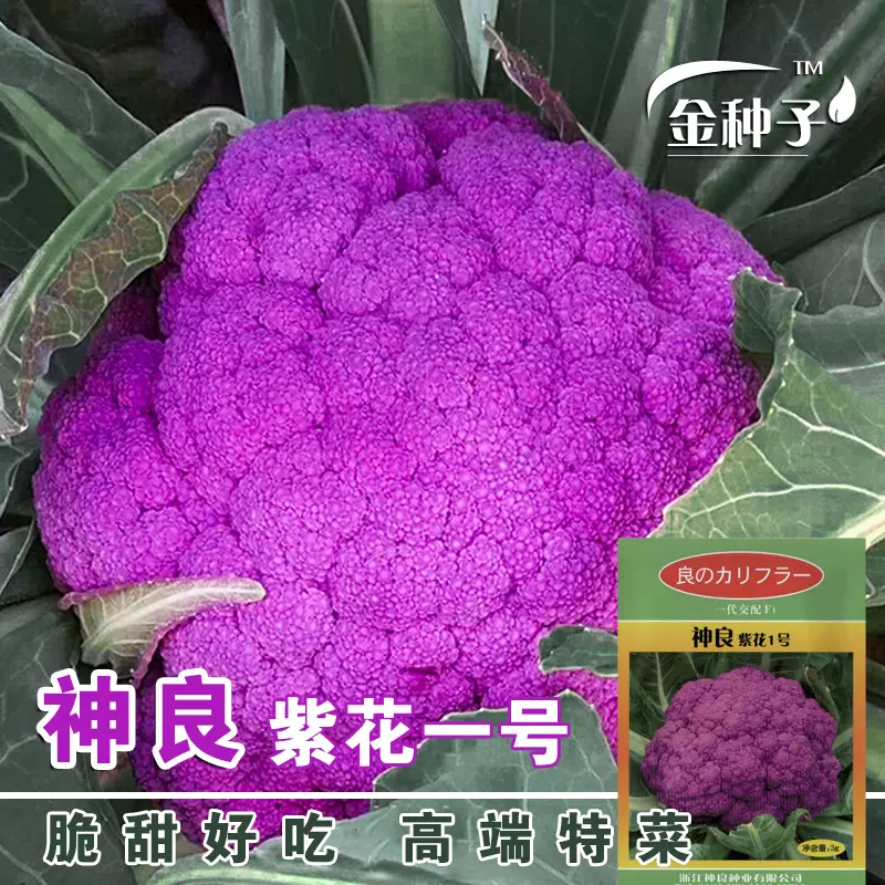 紫色花椰菜种子紫花菜种籽紫色菜花西蓝花露天基地春秋种