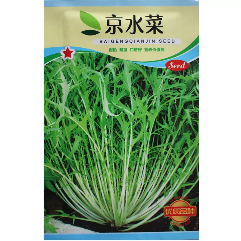 京水菜种子种籽白梗千筋野菜籽种四季苦苣阳台