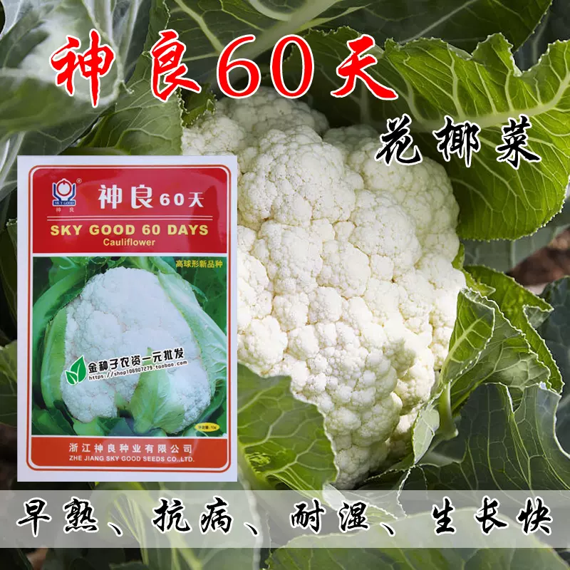 早熟耐热白花菜种子 神良60天 强烈推荐出口品种菜花种子