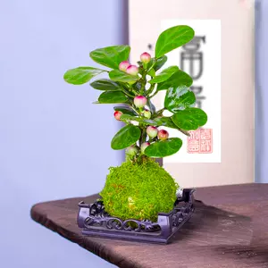 小盘栽植物- Top 100件小盘栽植物- 2024年6月更新- Taobao