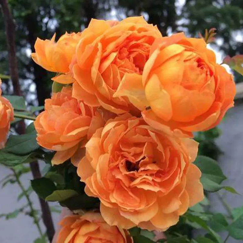 月季联盟欧洲藤本月季蜂蜜蕉糖四季开花不断庭院阳台蔷薇爬藤