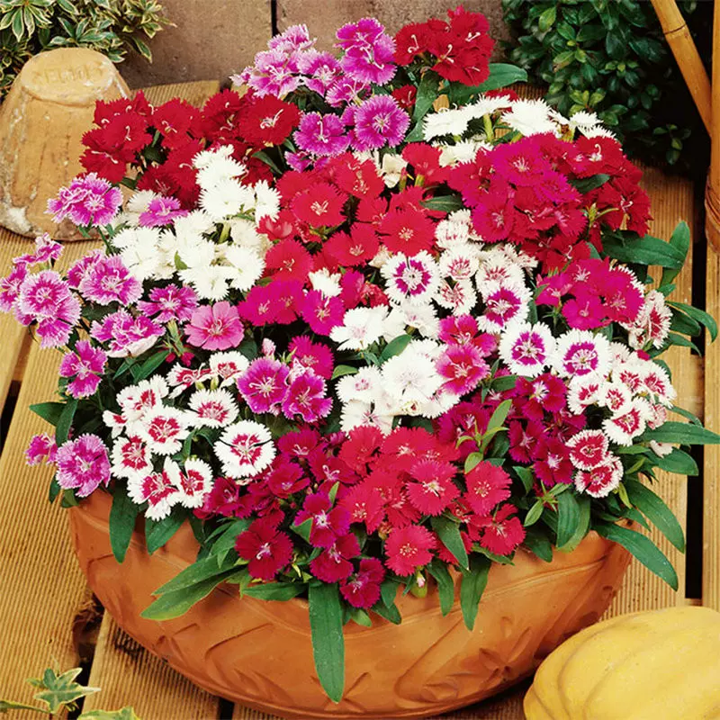 多年生五彩常夏美国石竹花种子籽室外室内四季春播庭院易活花卉