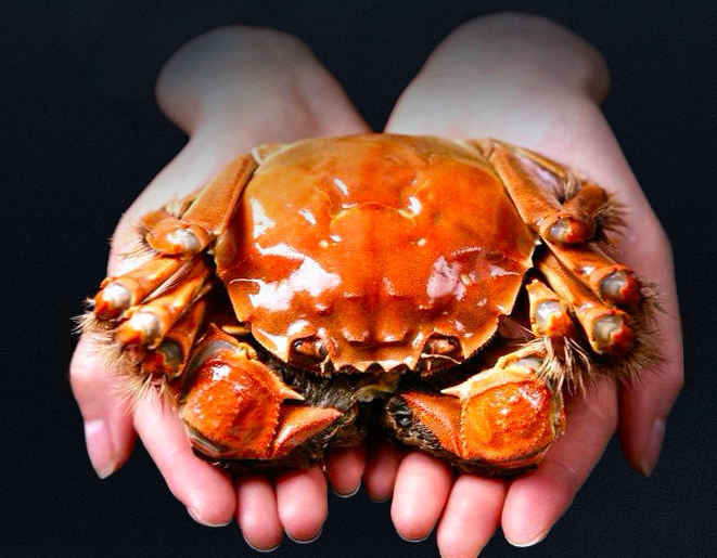 鲜香大闸蟹,美味又营养(图4) 鲜香大闸蟹,美味又营养(图4)