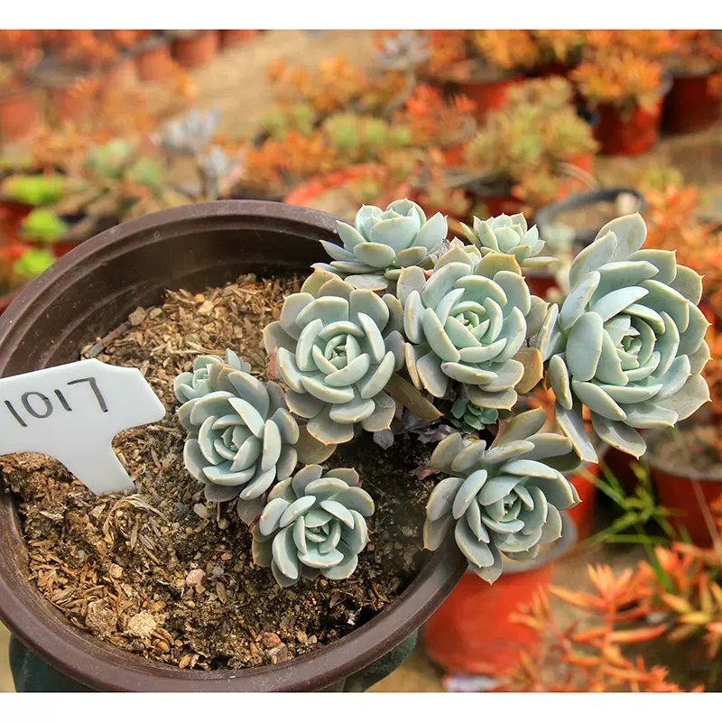 粉鲁氏石莲花安娜玫瑰多肉植物整桩无砍老桩一物一拍24元包邮 Taobao