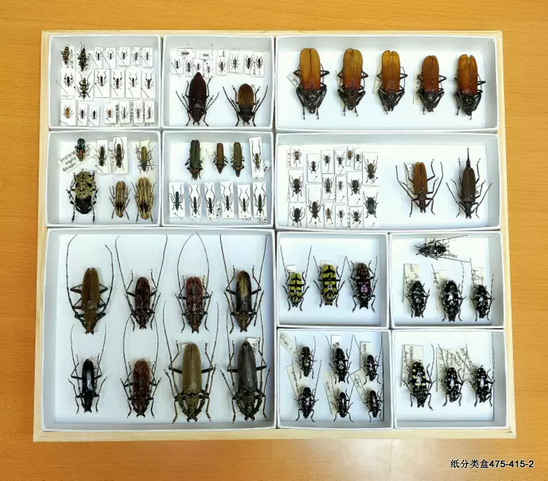 昆虫纸分类标本盒475*415*70多种组合自由搭配高档蝴蝶昆虫标本盒-Taobao
