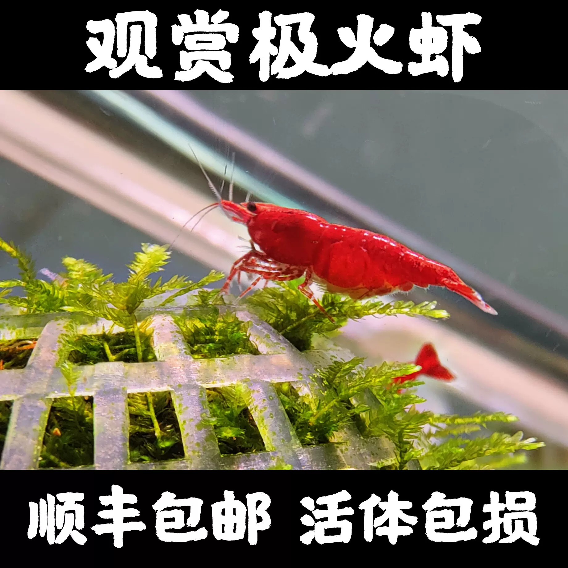 黑殼蝦鮮活觀賞極火蝦苗淡水培殖大和水草缸除藻蝦活體寵物櫻花蝦 Taobao