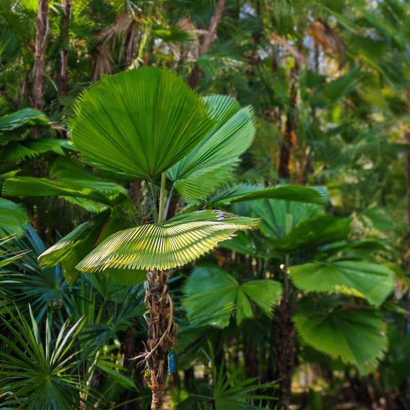 私家团·中科院热带植物园+西双版纳雨林谷【5A景区+热带雨林】