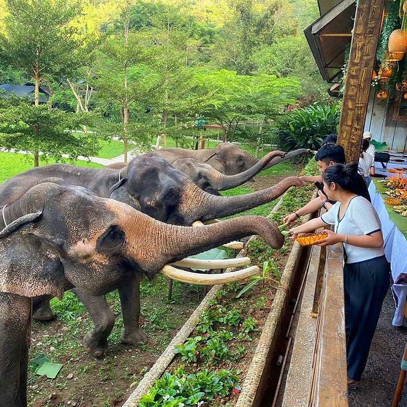 西双版纳野象谷一日游可选雨林牧象 曼掌村 大象体检 大象洗澡