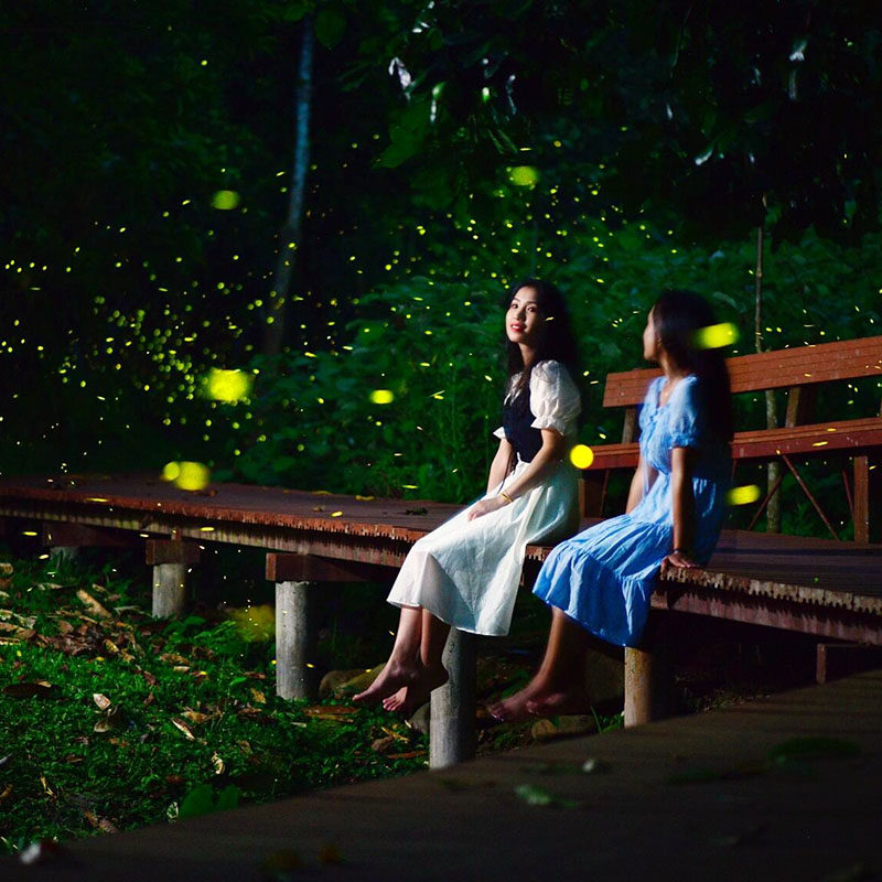 私家团|西双版纳傣族园+中科植物园+植物园夜游一日游|精品纯玩