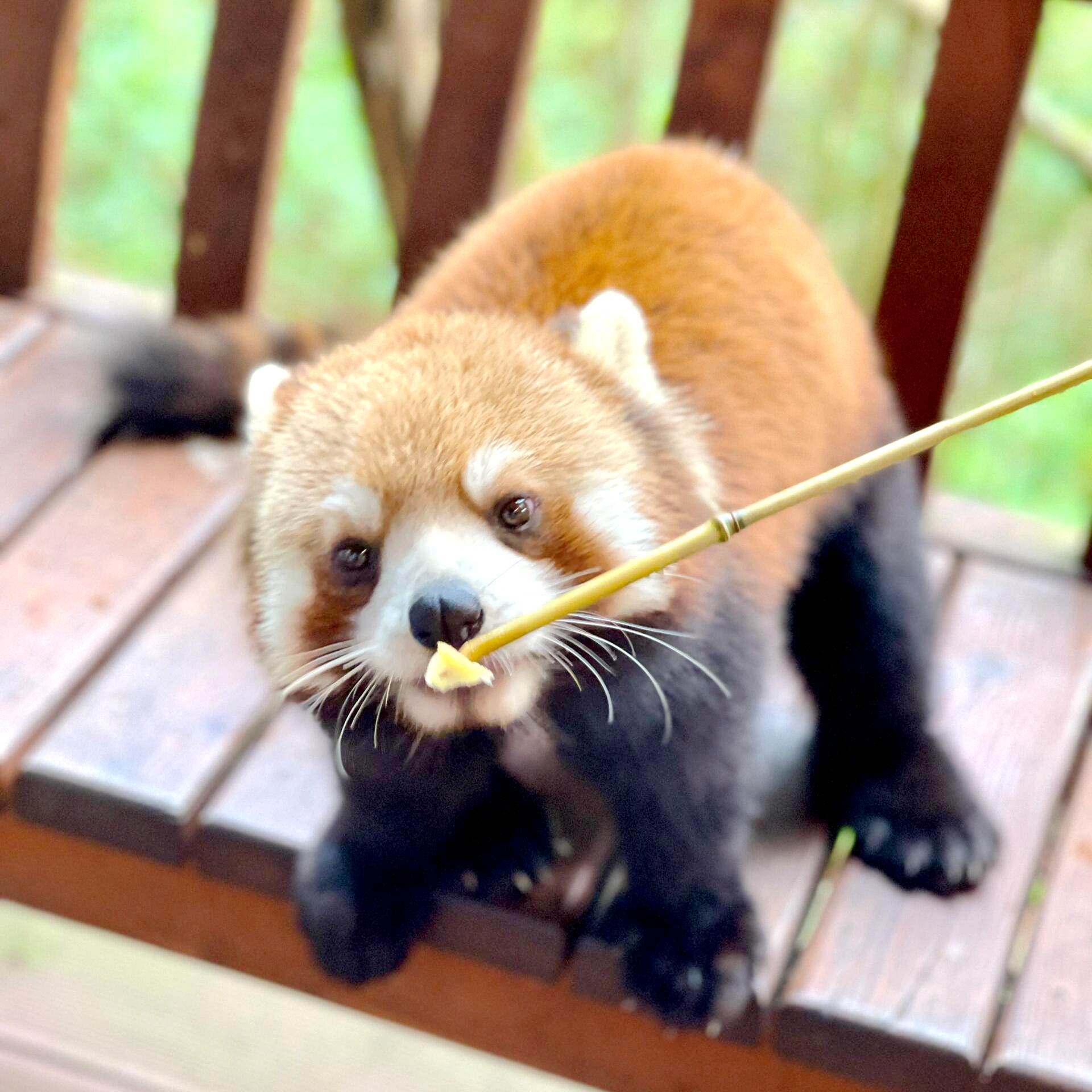 普洱太阳河森林公园+茶马古道景区一日游/2-6人小团+与小熊猫互动