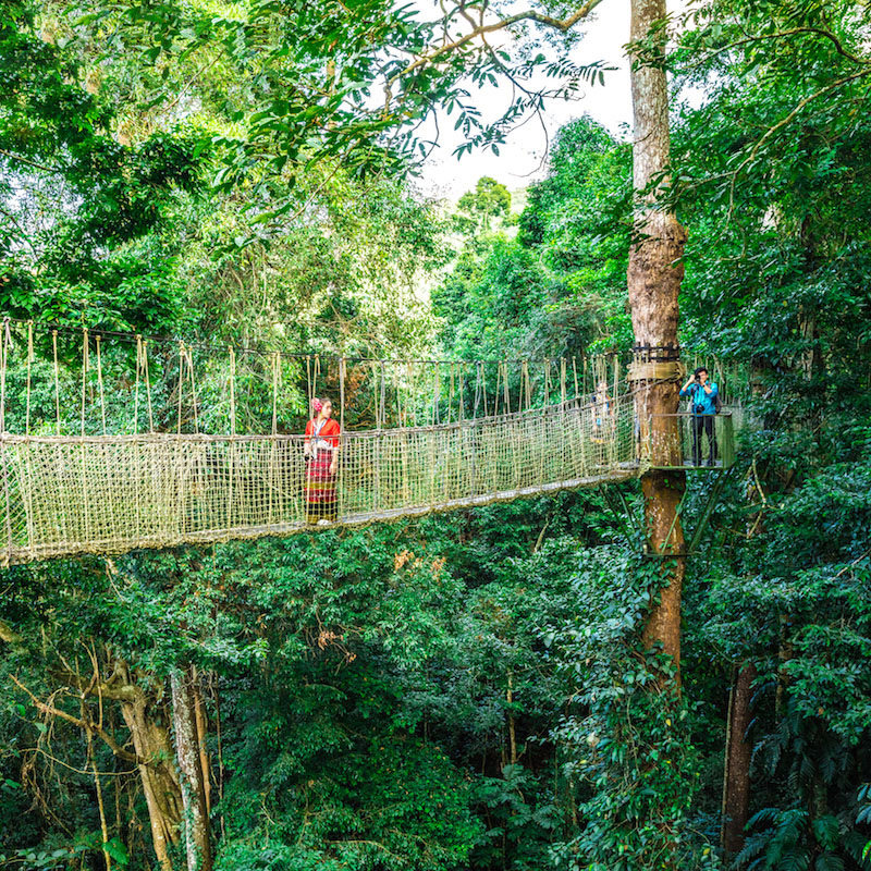 含中餐 西双版纳2日游/纯玩不进店+野象谷+原始森林+望天树