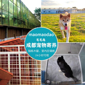 Chengdu pet foster feeding and feeding custody and walk dogs with day care foster shop cat pickup deposit
