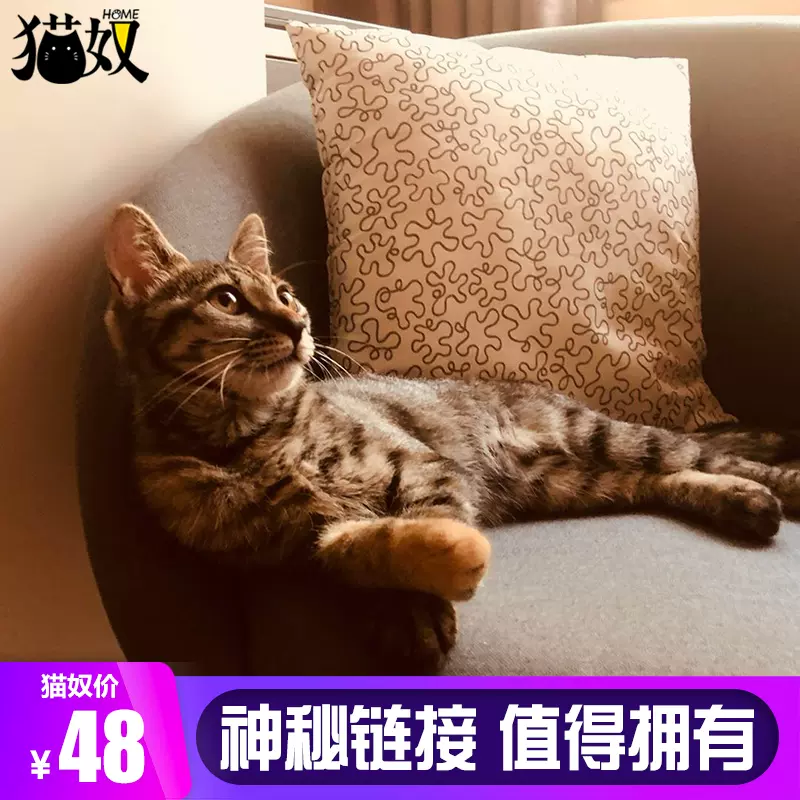 猫奴home 神秘猫咪宝箱 Taobao