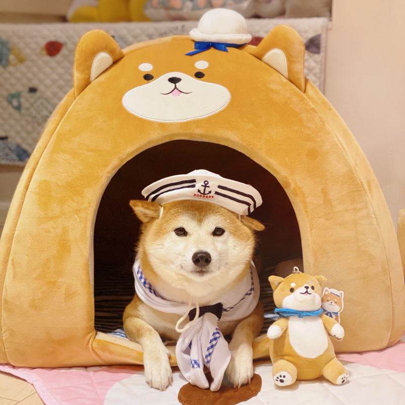 SHIBA INU  ֿ  Ʈ   Ʈ   ħ ڱ ׵  Ʈ ڴ  -