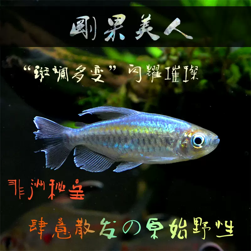 剛果美人活體加拉辛魚非洲燈魚南美缸魚剛果魚美人魚