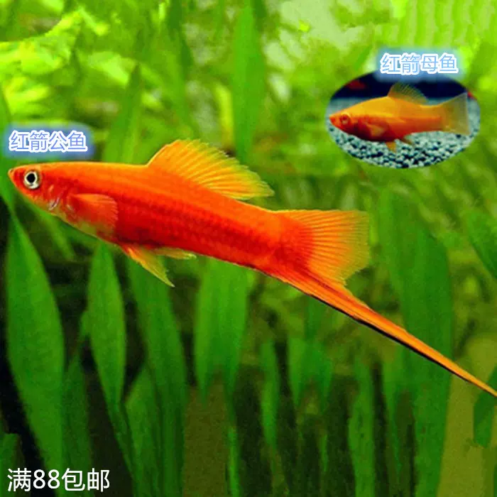 小型淡水魚紅箭魚高鰭胎生魚好養易養活熱帶魚觀賞魚活體包活 Taobao