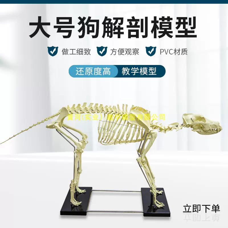 犬 骨模型 - ペット用品