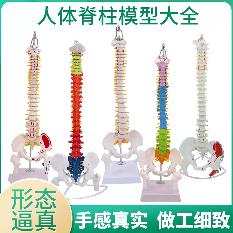 ドイツ 3B Scientfic 社製の 脊椎 ( 脊柱 ) 骨格標本