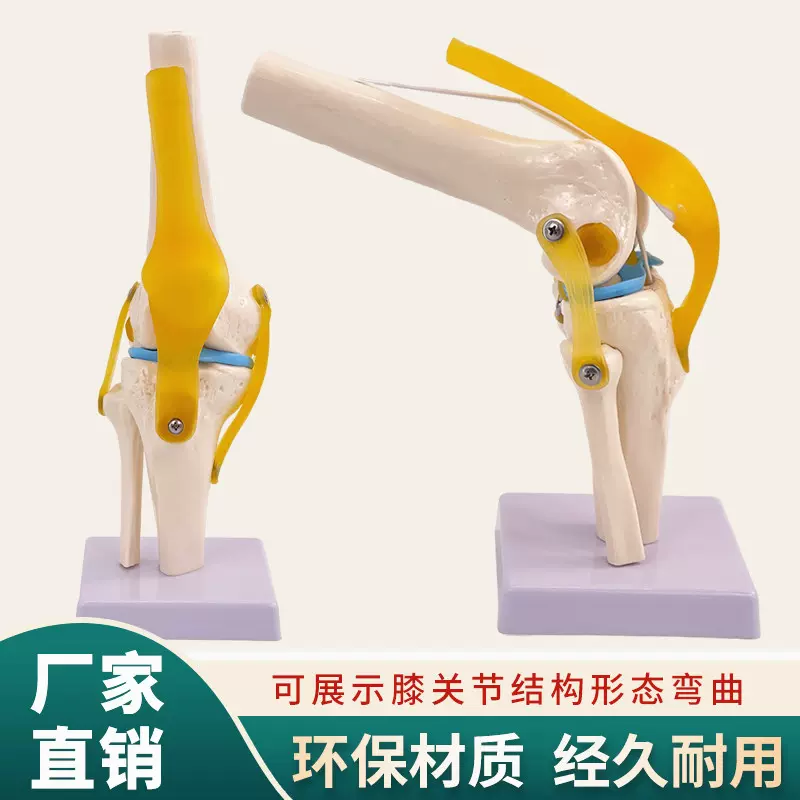 優質功能型膝關節模型 膝關節附韌帶模型 骨骼模型 膝蓋關節模型-Taobao