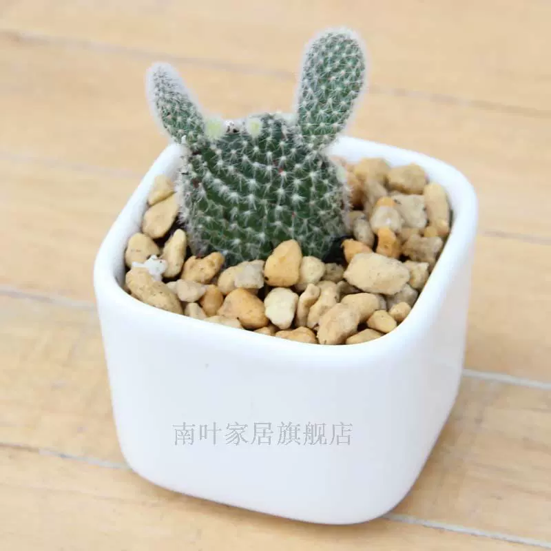 多肉植物花盆陶瓷花盆花器白色方形肉肉植物容器zakka多肉
