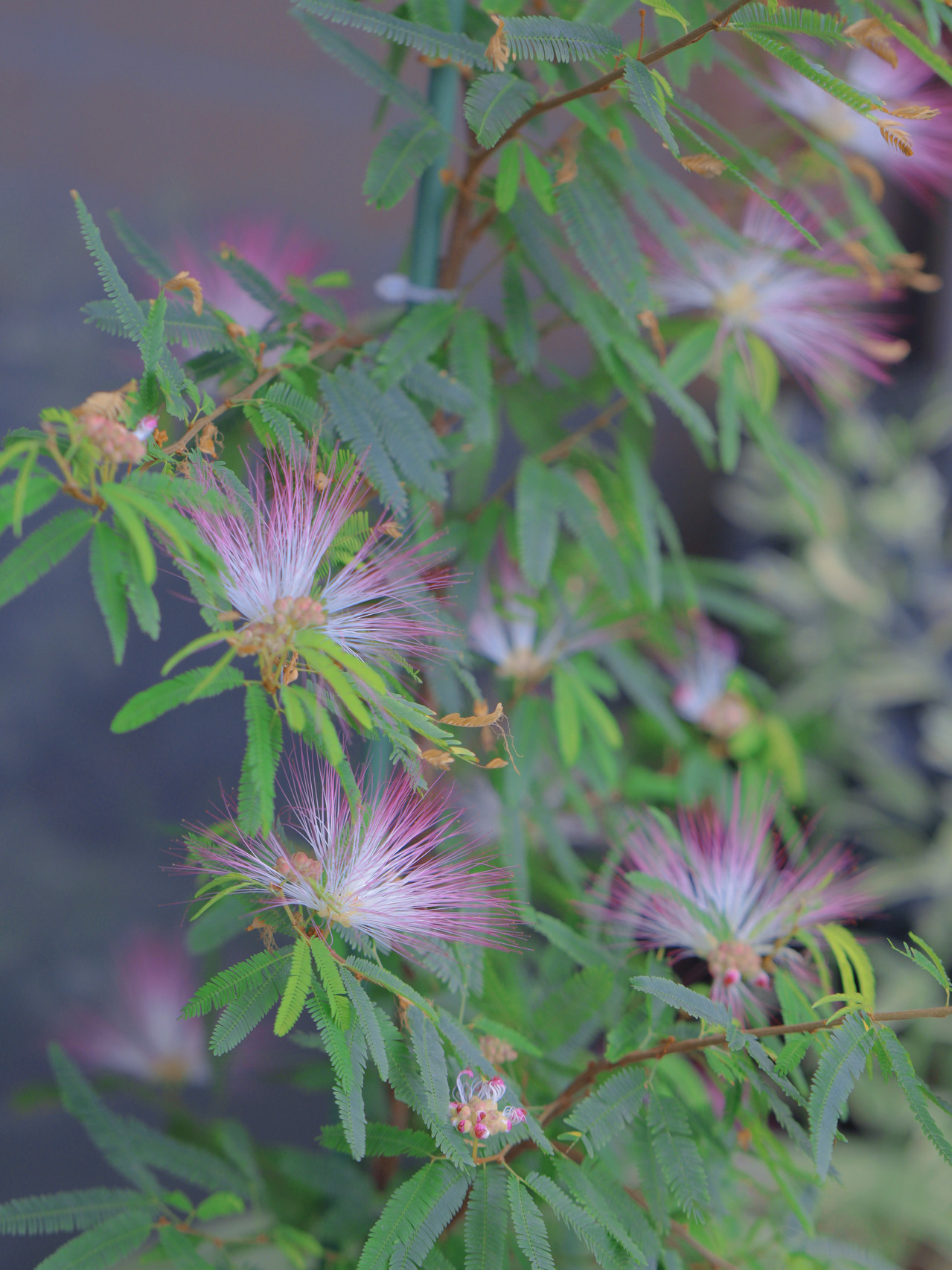 景田园艺合欢花盆景植物