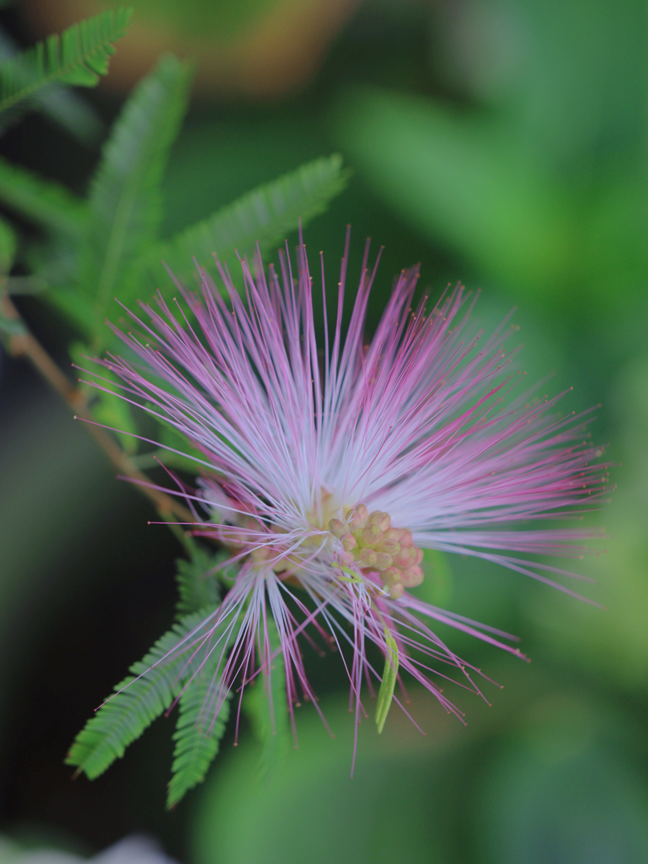 景田园艺合欢花盆景植物