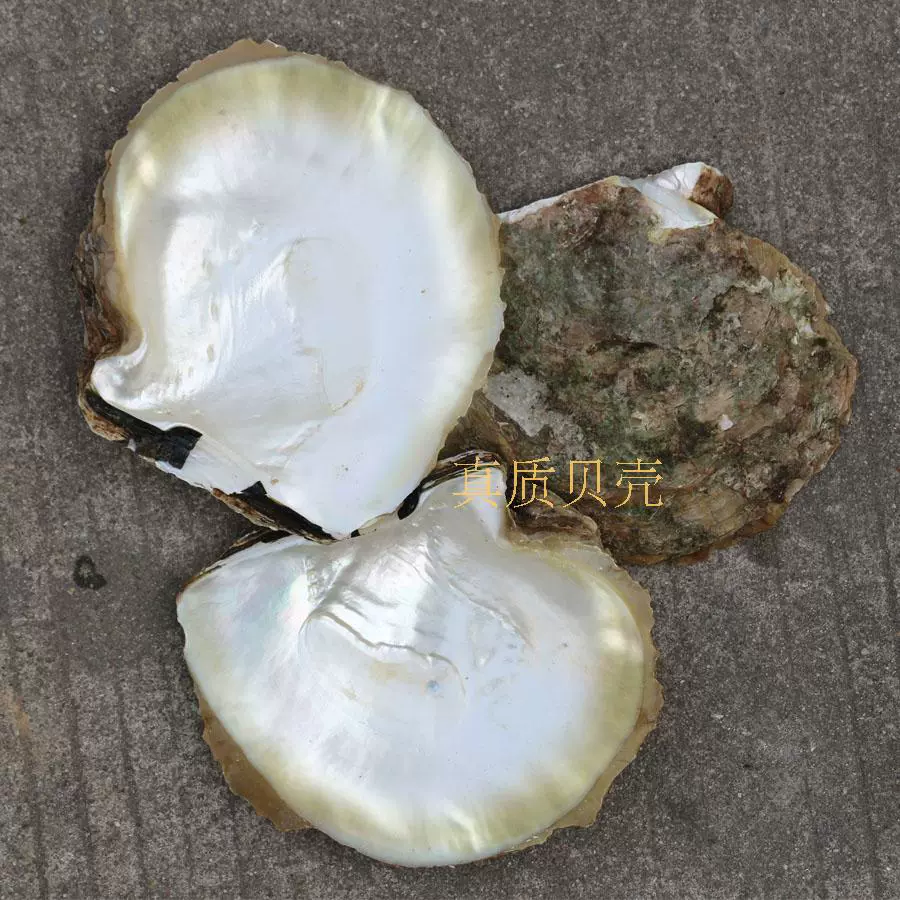 黄金母贝珍珠母贝金蝶贝原材料海水贝壳非淡水白碟贝
