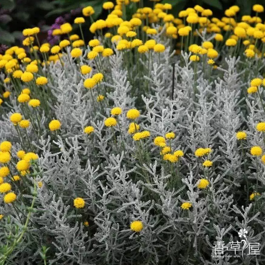 绵杉菊银星珊瑚santorina 多年生耐寒耐热庭院盆栽植物