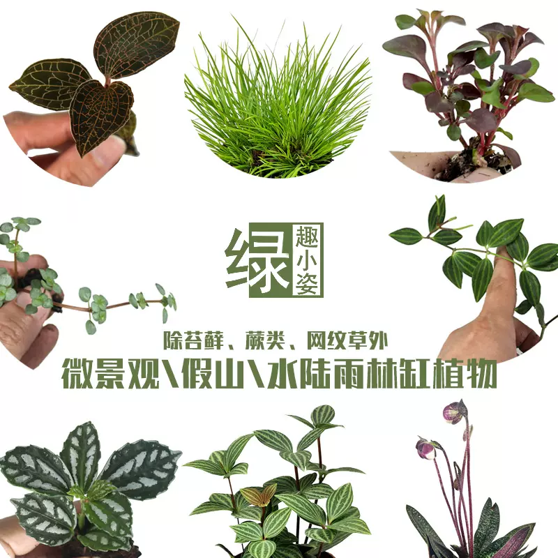 鲜活迷你小植物创意diy 雨林缸上水石山盆栽水培苔藓微景观生态瓶-Taobao