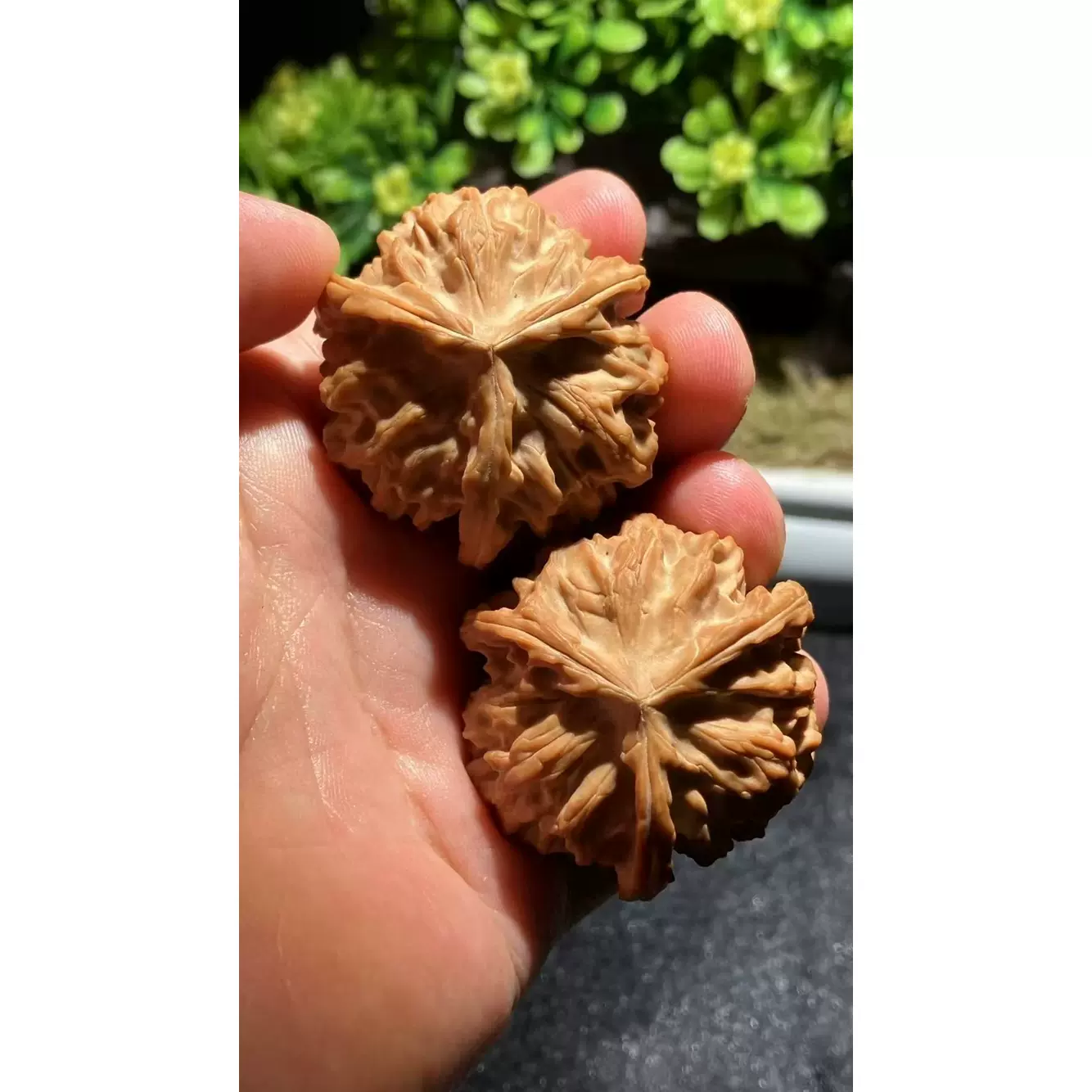 文玩堂：高級品LV「驢打滾獅子頭」胡桃 文玩堂：高級品LV「驢打滾