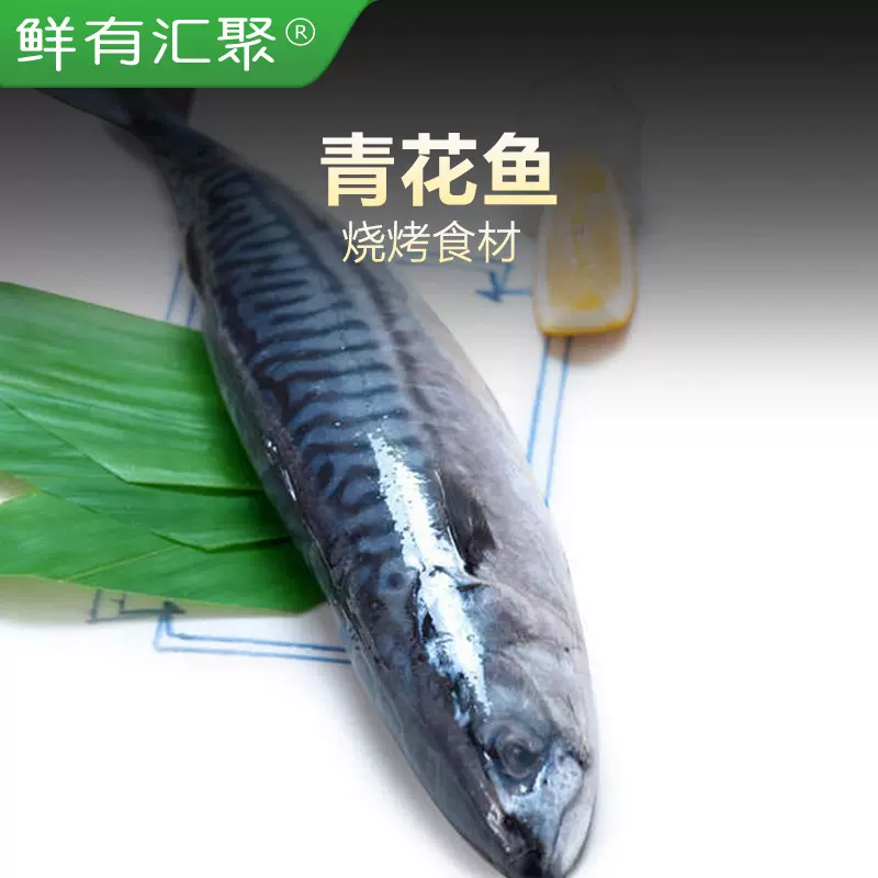 鲜有汇聚 青花鱼冰鲜急冻450g 50g煎烤炸俱佳美味营养