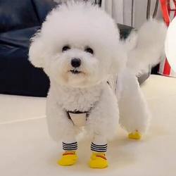 Teddy Bear Cat Shoes Dog Socks Foot Covers Non-Slip Spring and Autumn Outdoor Anti-Dirt Magic Paw Covers Pet Supplies