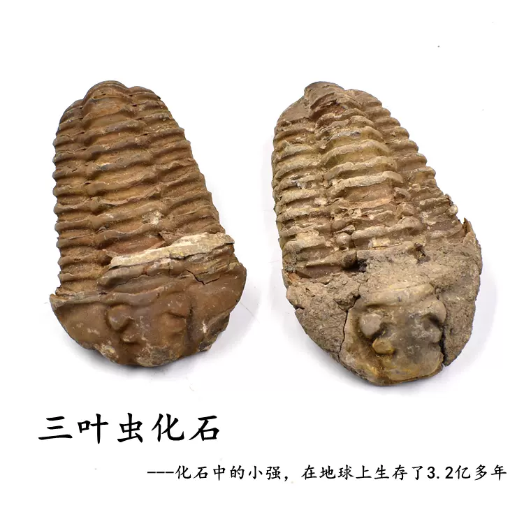 三つ葉虫化石原石標本天然レイドリー古生物化石の置物 - 置物