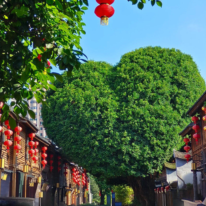 福州出发 一路向南 福州+平潭+泉州+厦门鼓浪屿+云水谣土楼7天6晚