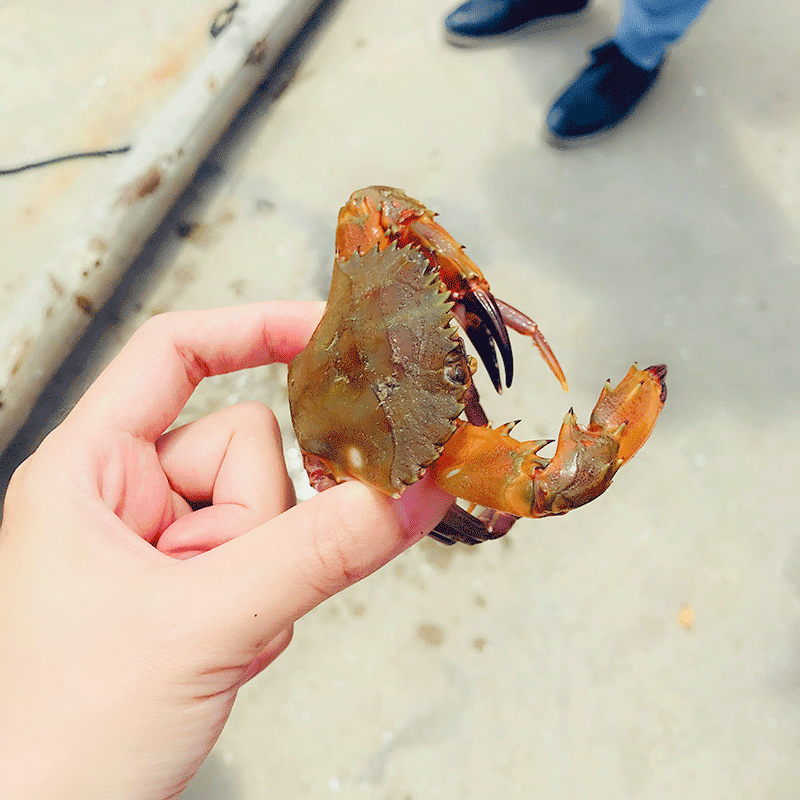 厦门旅游小嶝岛赶海一日游+集美学村 9人小团含赶海工具+雨鞋使用