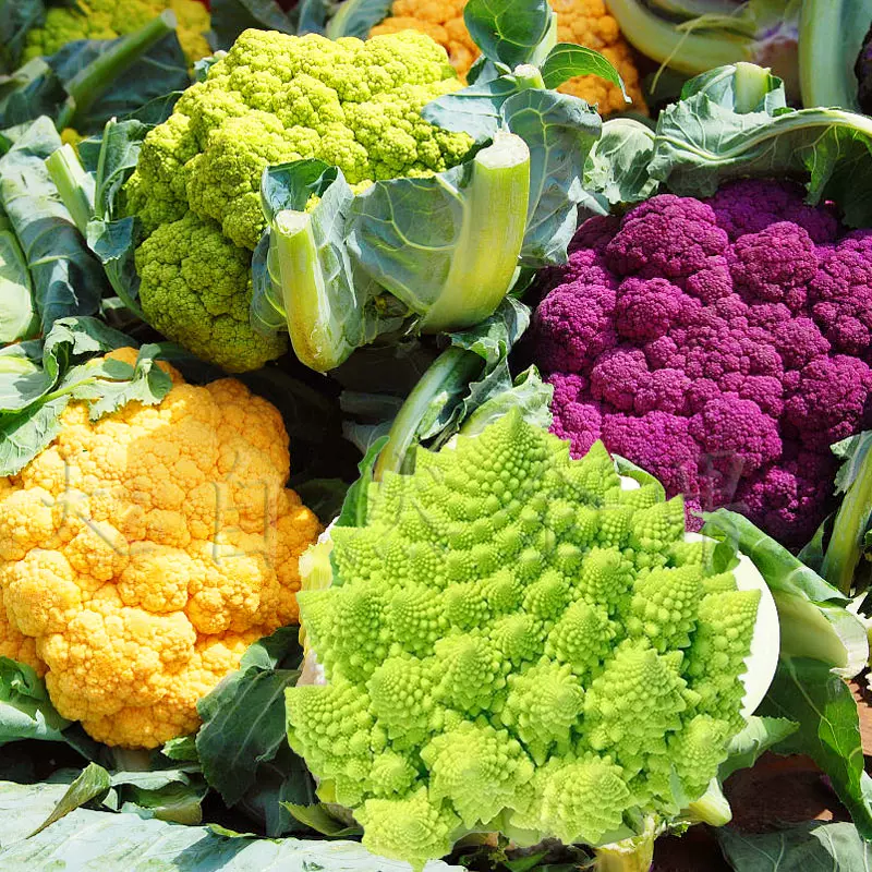 彩色花椰菜种子宝塔菜种籽黄紫色花菜种籽四季蔬菜种孑