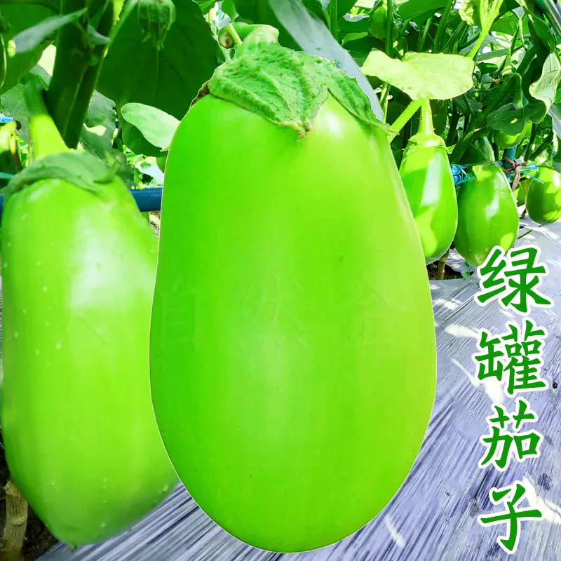 绿茄子种子绿罐圆茄种籽青长茄子籽菜种籽春夏季四季农家蔬菜种孑 Taobao