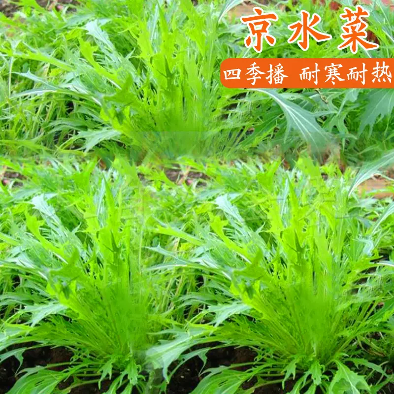 京水菜种子水晶菜种籽白梗千筋四季青菜种籽阳台