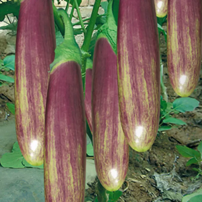 花茄种子早熟彩色茄子种籽长茄五彩茄子种孑四季盆栽