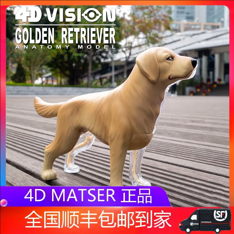 4D MASTER VISION DOG 犬解剖模型 4D MASTER 4D Vision Full Skeleton Dog Model - Walmart.com