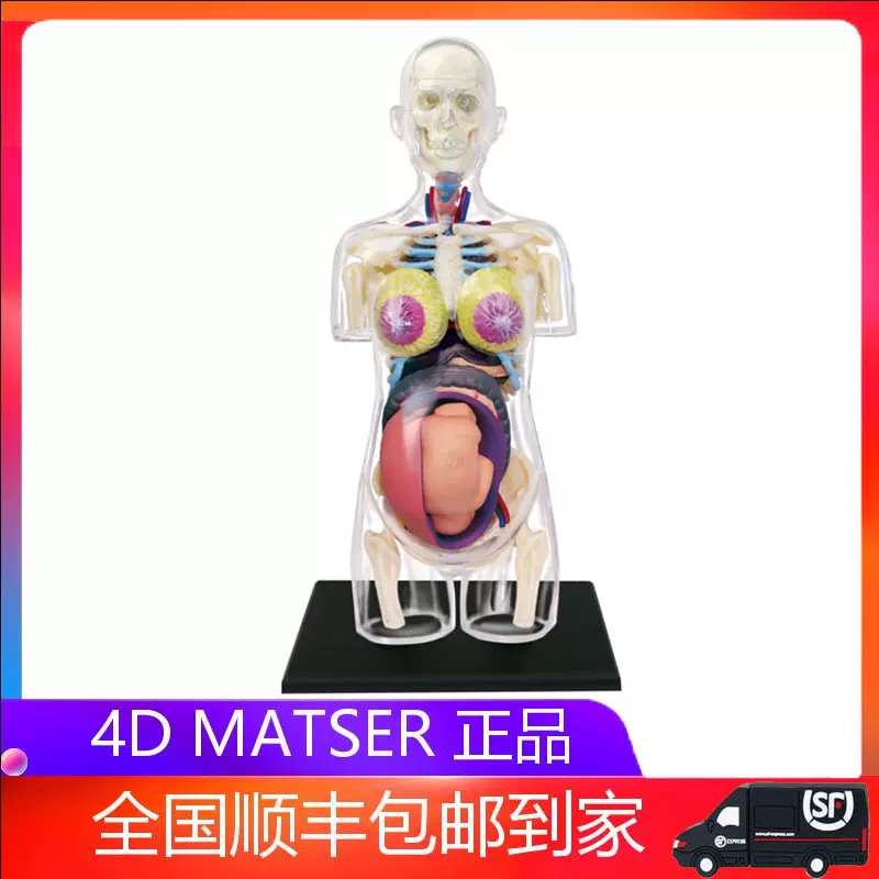 4D MASTER全身透明人体怀孕妊娠器官解剖模型医学教学拼装玩具-Taobao