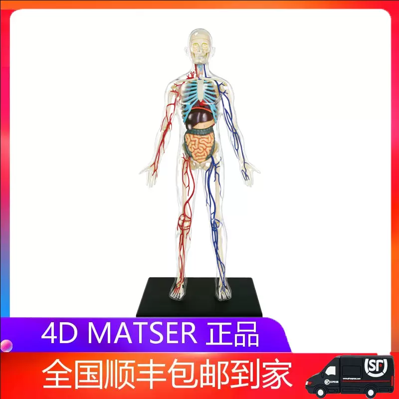 4D MASTER全身透明人1：6内脏器官神经血管解剖模型医学教学玩具-Taobao